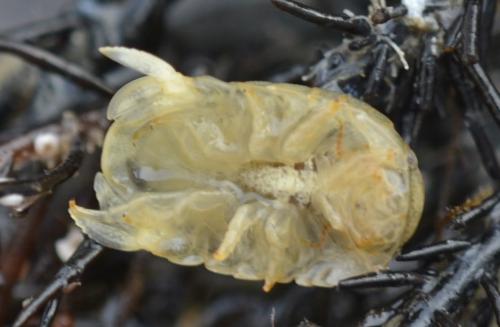 Sphaeroma serratum